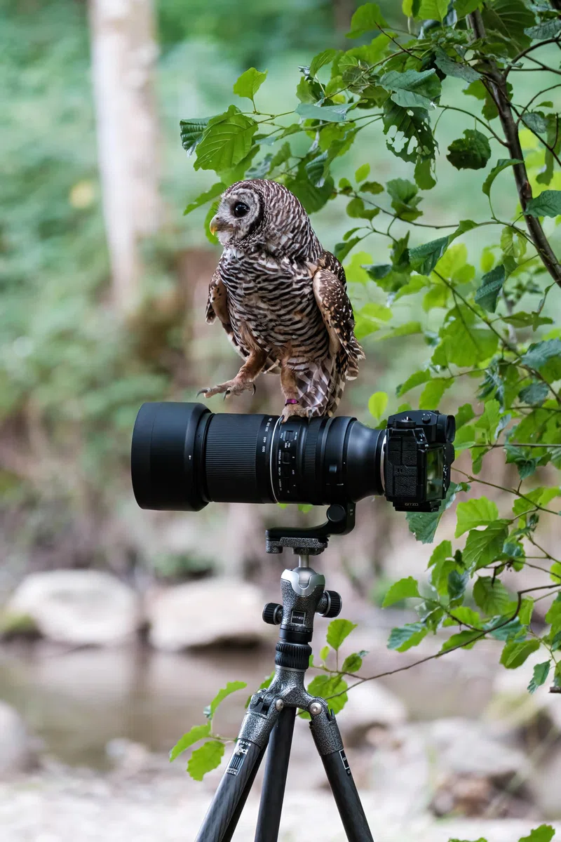 TAMRON 150-500mm f/5-6.7 Di III VC VXD - obiettivo zoom per fotocamere mirrorless APS-C con attacco Fujifilm X-mount